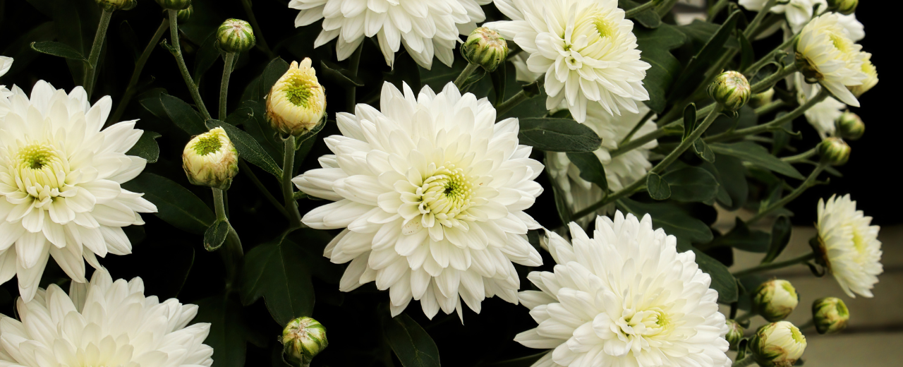Blumen