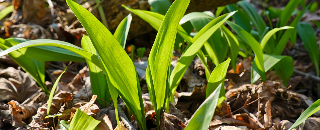 Bärlauch mit Blüte